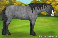 Horse Color:Blue Roan Splash 
