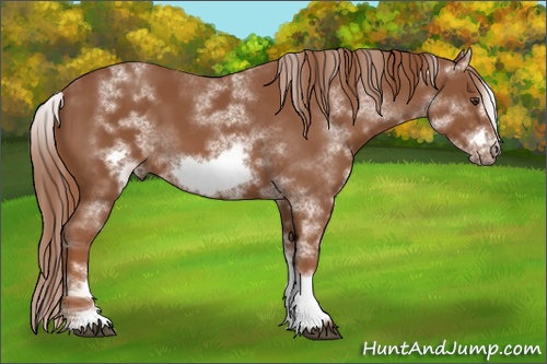 Horse Color:White Spotted Chestnut Frame 