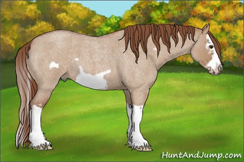 Horse Color:Red Dun Roan Splash Frame 