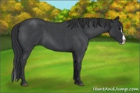 Horse Color:Blue Roan Splash 