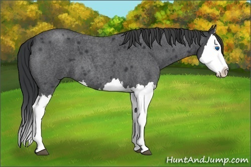 Horse Color: Blue Roan Splash 