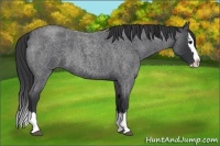 Horse Color:Blue Roan Splash 