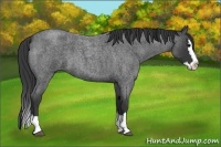 Horse Color:Blue Roan Splash 