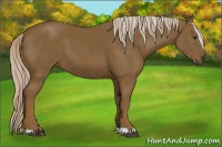 Horse Color:Chocolate Palomino 