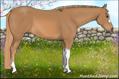Horse Color: Chestnut 