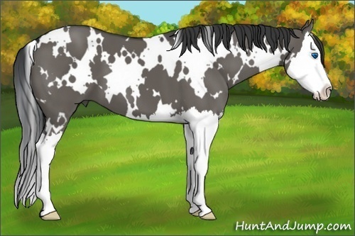 Horse Color:White Spotted Grullo Splash