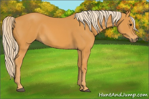 Horse Color: Palomino 