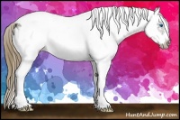 Horse Color:White Spotted Smoky Black Splash Frame Appaloosa 