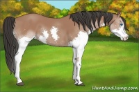 Horse Color:Bay Splash 