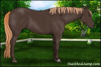 Horse Color:Liver Chestnut 