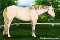 Horse Color:Buckskin Pearl 