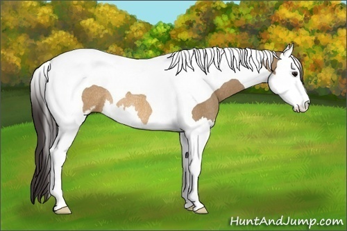 Horse Color: Buckskin Dun Sabino Splash Tobiano Rabicano 