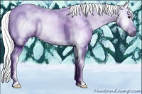 Horse Color:Gray Chestnut 