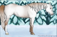Horse Color:Gray Chestnut 