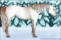 Horse Color:Gray Red Dun 
