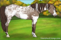 Horse Color:White Spotted Liver Red Dun Ice Frame 