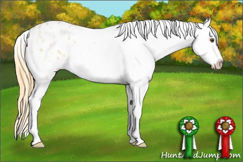 Horse Color: Buckskin Roan Dun Splash Blanket 