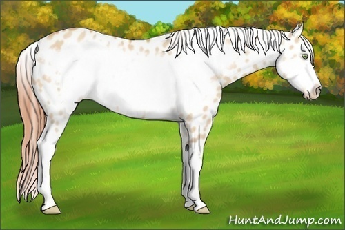 Horse Color: Amber Champagne Dun Sabino Frame Near Leopard 