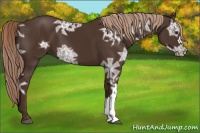 Horse Color:Liver Chestnut Ice 