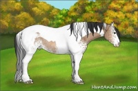 Horse Color:White Spotted Bay Dun Tobiano Rabicano 