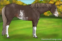 Horse Color:Liver Chestnut Sabino 