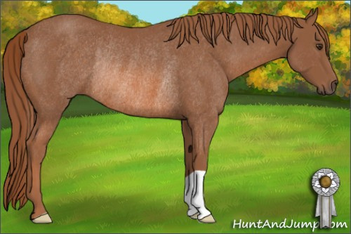 Horse Color: Liver Chestnut Rabicano 