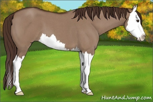 Horse Color: Liver Red Dun Roan Splash 