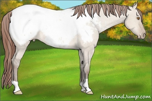 Horse Color: Sable Champagne Dun Snowcap 