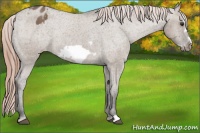 Horse Color:Liver Red Dun Frame Appaloosa Rabicano 