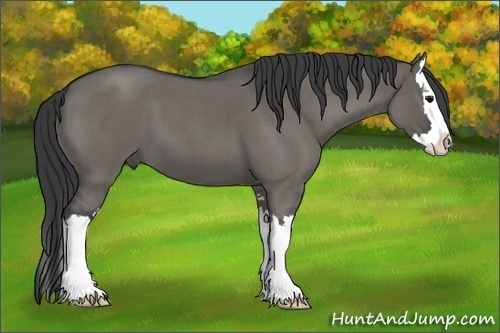 Horse Color: Grullo Roan Sabino Splash 