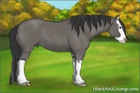 Horse Color:Grullo Roan Sabino Splash