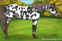 Horse Color:Liver Chestnut Near Leopard 