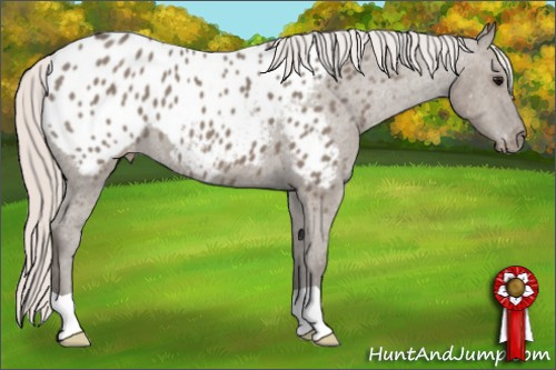 Horse Color: Silver Brown Dun Blanket 