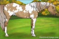 Horse Color:White Spotted Chocolate Palomino Dun 