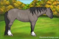 Horse Color:Grullo Sabino Rabicano 