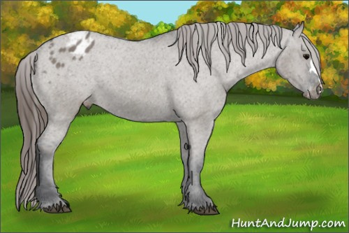 Horse Color: Grullo Blanket 