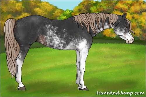 Horse Color: Liver Chestnut Sabino 