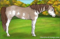 Horse Color:Liver Red Dun Splash 