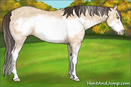 Horse Color: Amber Champagne Dun Sabino Frame 
