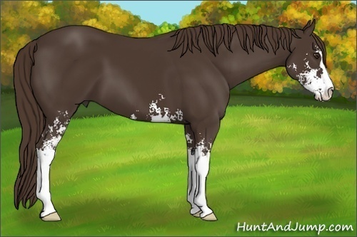 Horse Color: Liver Chestnut Sabino 