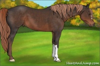 Horse Color:Liver Chestnut 
