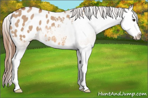 Horse Color: Red Dun Splash Blanket Rabicano 