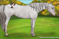 Horse Color:Liver Chestnut Appaloosa 