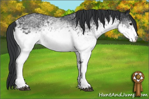 Horse Color: White Spotted Black Rabicano 