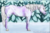 Horse Color:Gray Chestnut Splash 