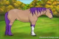 Horse Color:Watercolor Bay 