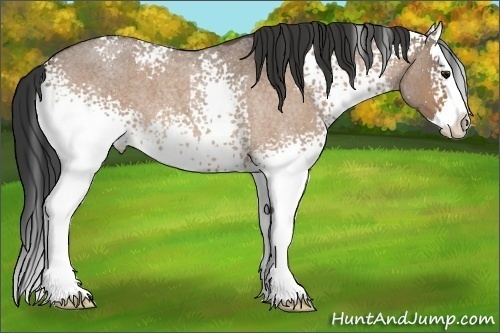 Horse Color: White Spotted Bay Roan Dun Splash 