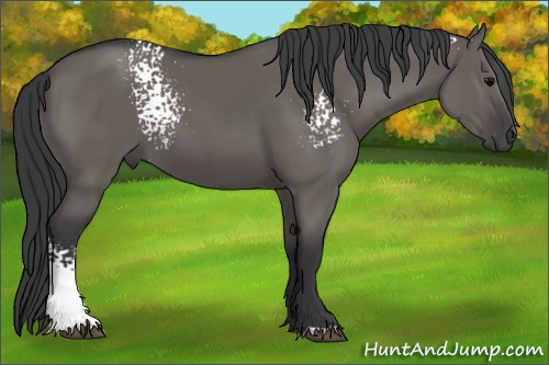 Horse Color: White Spotted Grullo 