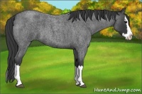 Horse Color:Blue Roan Splash 
