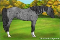 Horse Color:Blue Roan 